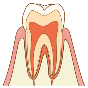 歯の構造①